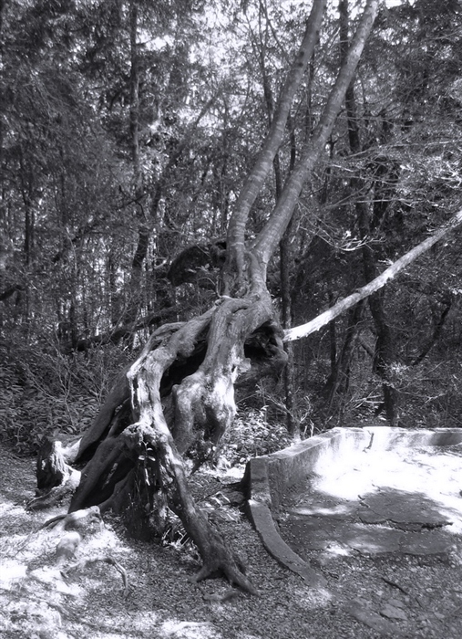 Дракон выползает...