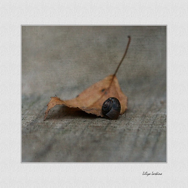 Фото жизнь (light) - Lilliya - корневой каталог - Осени неспешные шаги......