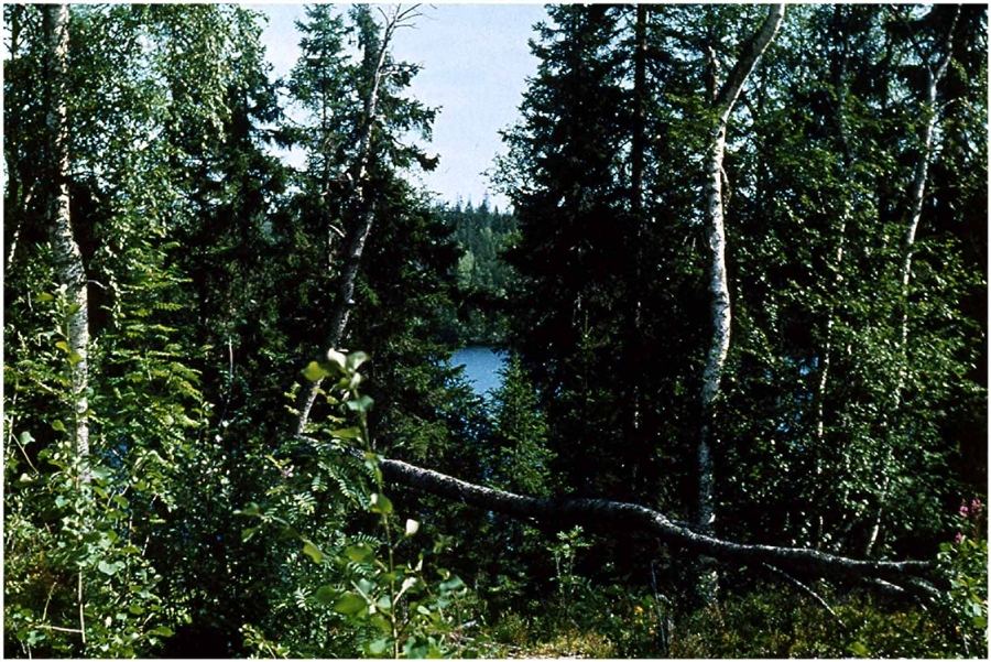 Фото жизнь
