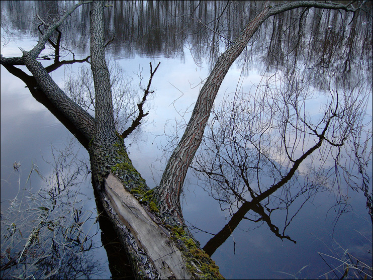Фото жизнь (light) - Дмитрий Павлов - Из снятых Lumix DMC-LS2 - Упавшее дерево