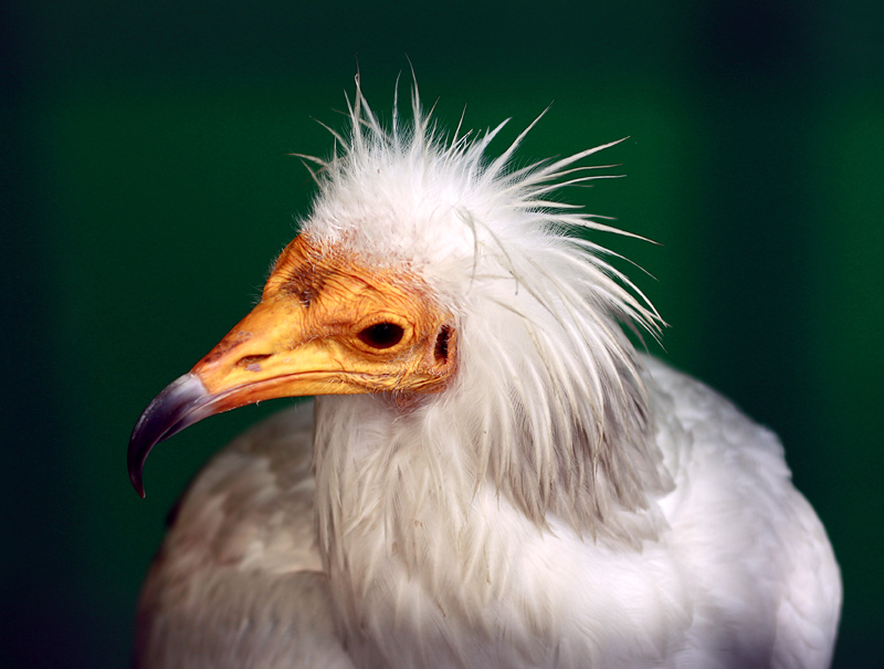 Фото жизнь (light) - Vovka Timoshchenko - Животные - гордая птица