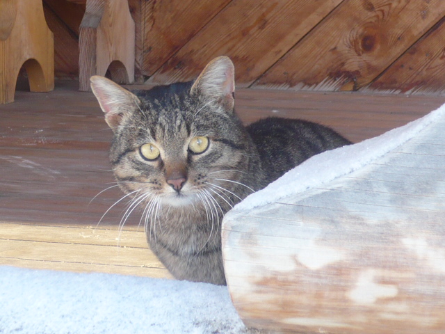 Фото жизнь - ptichka-nevelichka - корневой каталог - лесной кот