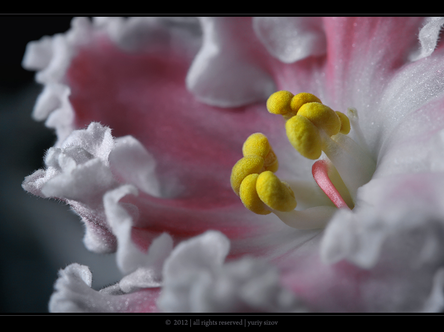 Фото жизнь - Yuriy Sizov - Macro/Flowers - Saintpaulia