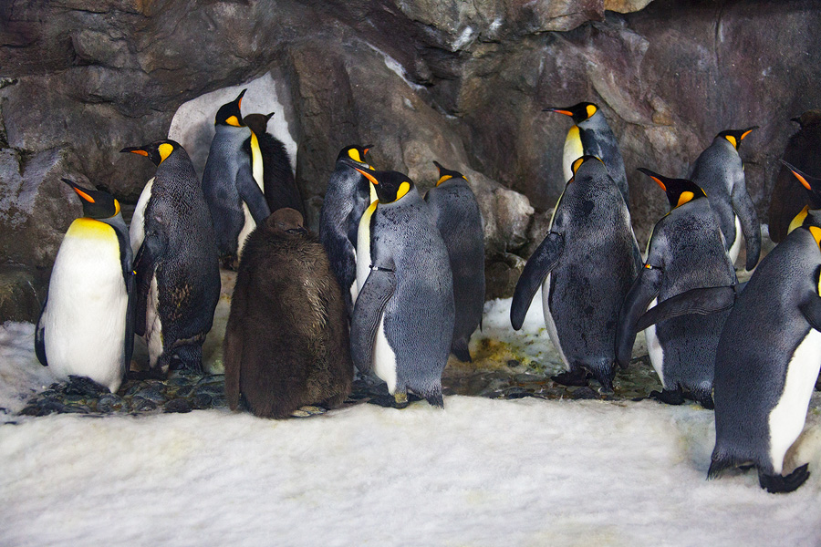 Фото жизнь (light) - PhotoSD - Новая Зеландия - Королевские пингвины