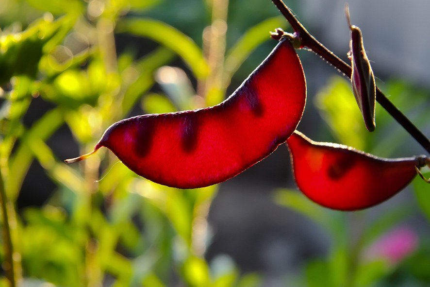 Фото жизнь (light) - nav63 - Природа - ***