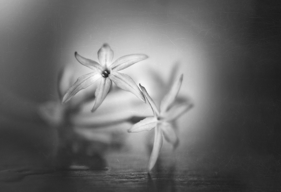 Фото жизнь (light) - ASe_me - *чёрно-белый цвет* - .
