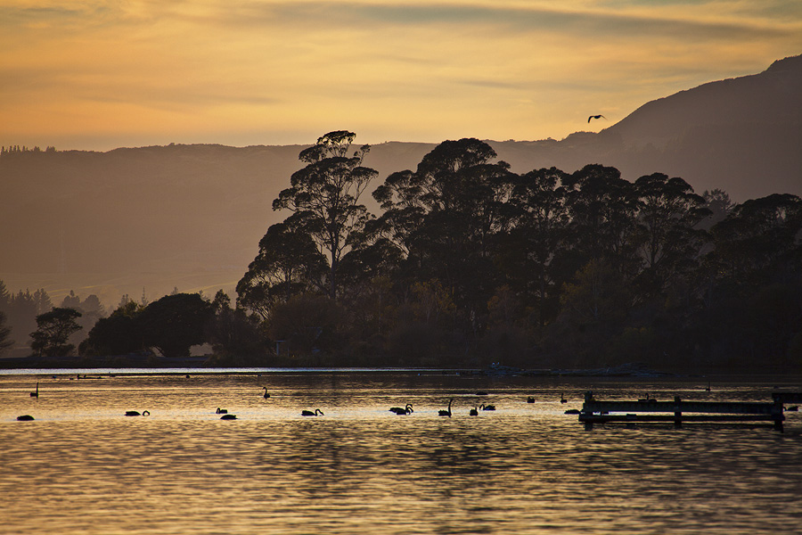Фото жизнь (light) - PhotoSD - Новая Зеландия - Утро с лебедями