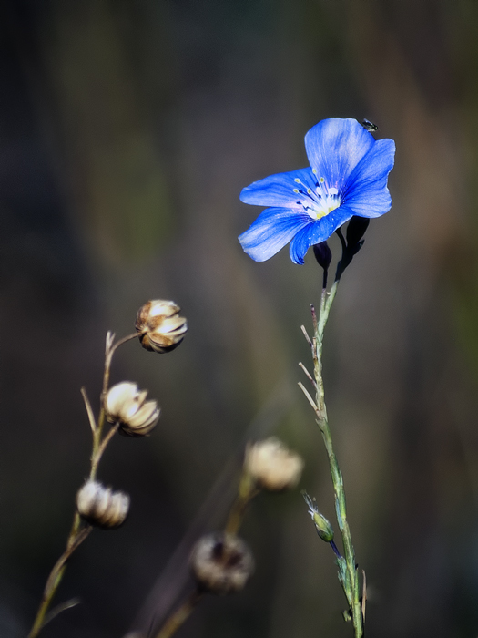 Фото жизнь (light) - Синицына Ольга - цветики - Незатейливый каприз