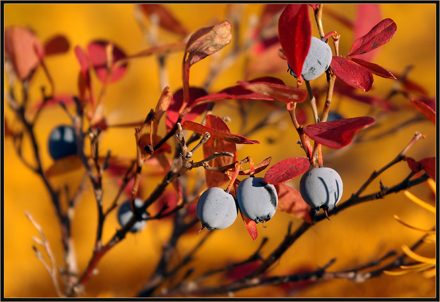 Фото жизнь (light) - Виктор Солодухин - Осенние краски тайги - Голубика осенью