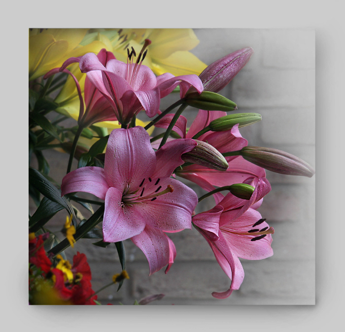 Фото жизнь (light) - Janira - корневой каталог - lilac flowers