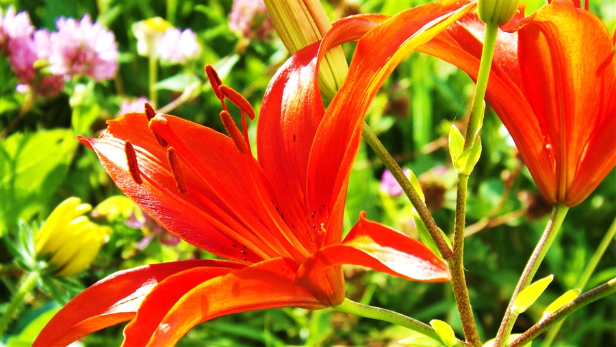 природа, цветы