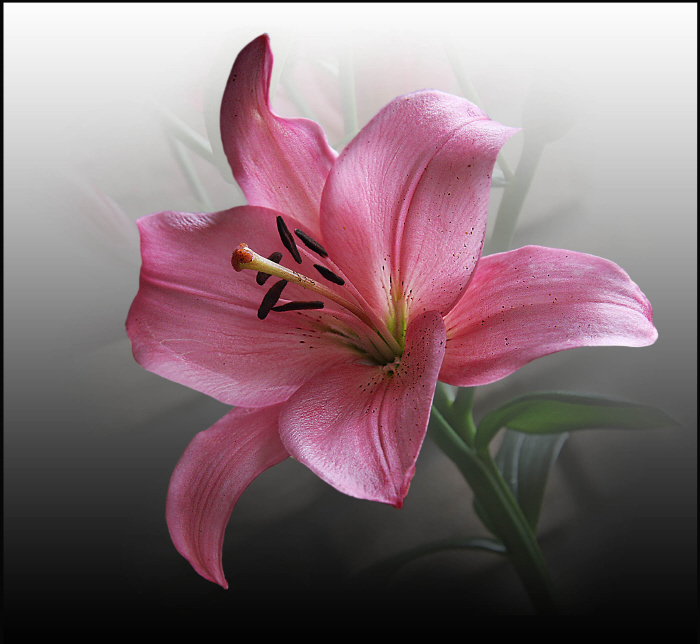 Фото жизнь (light) - Janira - корневой каталог - lila flowers