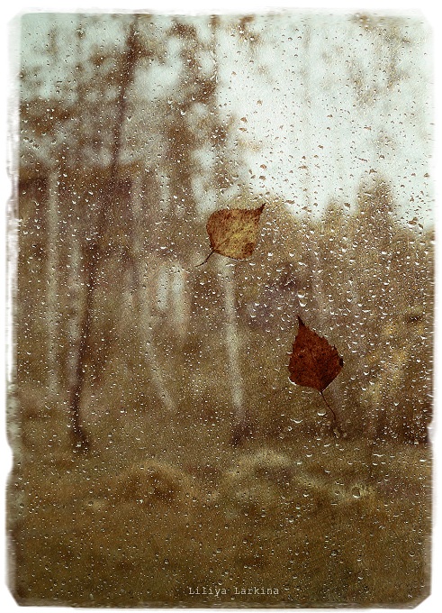 Фото жизнь (light) - Lilliya - корневой каталог - После дождя.. ..