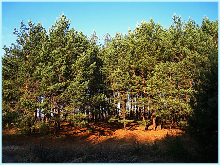 Фото жизнь - olgasat3 - пейзаж - Осень в сосновом лесу