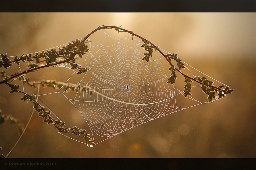 sun Catcher