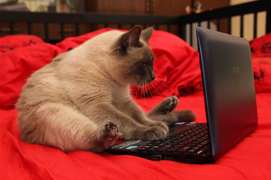 компьютерный кот хакер