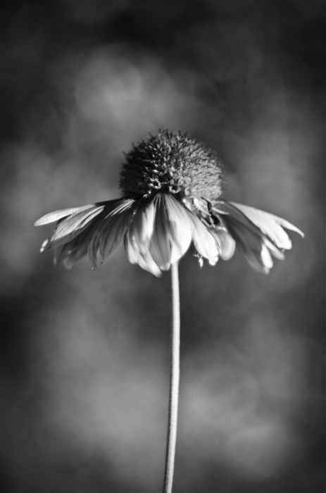 Фото жизнь - Lisyak - корневой каталог - черно белые цветы