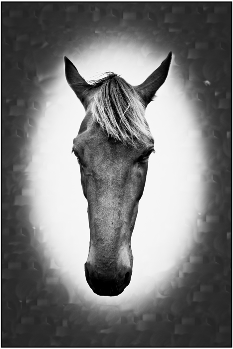 Фото жизнь - Hartum116 - корневой каталог - Портрет лошади.