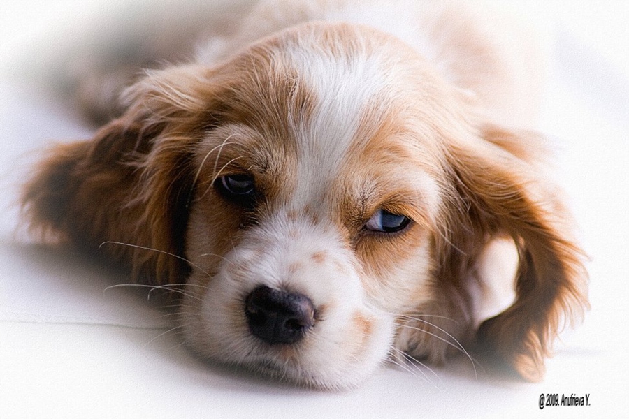 Мартин-Луиз