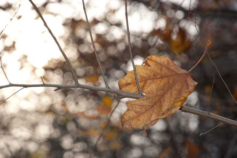 Фото жизнь (light) - Иван Коча - Разное - Осенний этюд