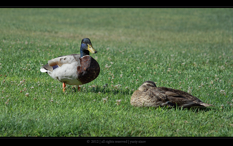 Фото жизнь (light) - Yuriy Sizov - Birds - Anas platyrhynchos