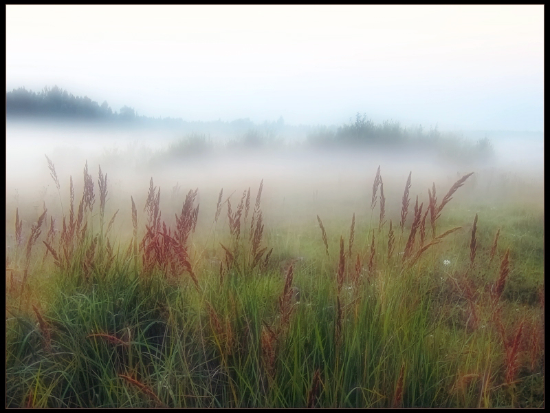 Фото жизнь - Лизавета - корневой каталог - Туман на лугу