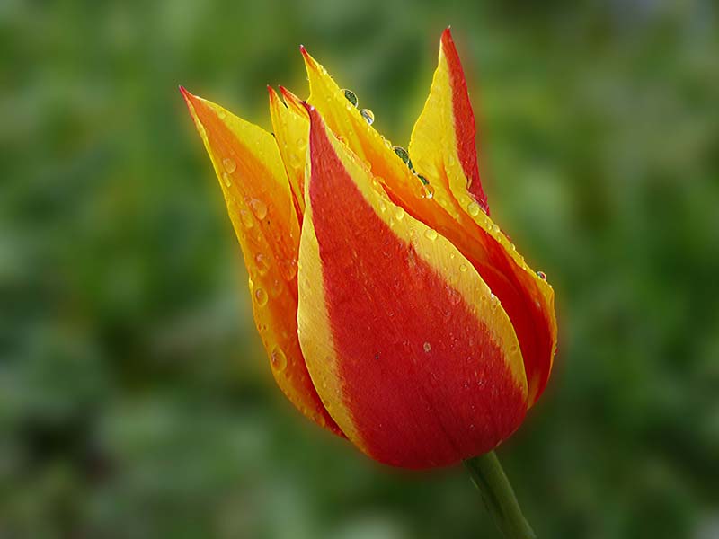 Фото жизнь - Positive - корневой каталог - Тюльпан после дождя 