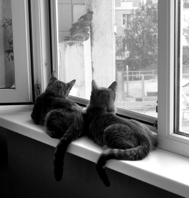 Фото жизнь (light) - Святослав Пащук - Наши коты - "Голуби летят над нашей зоной..."