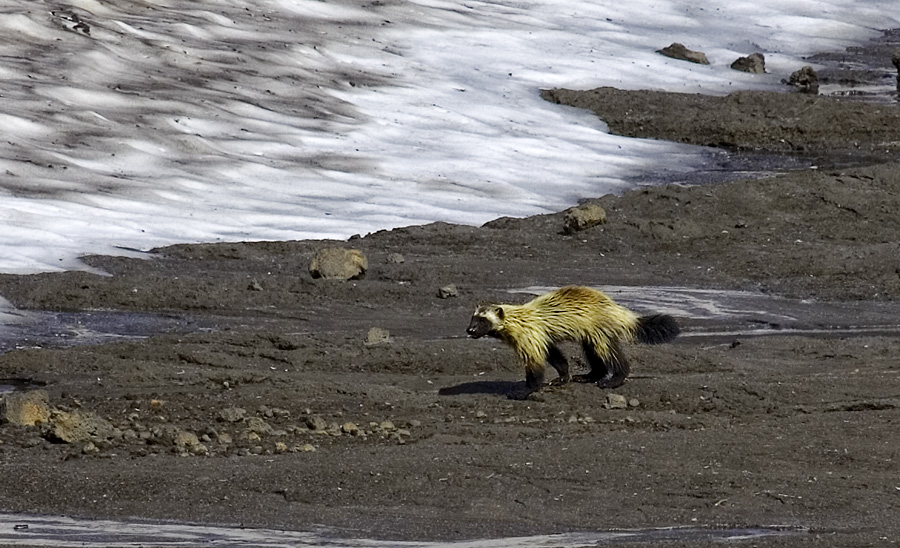 Фото жизнь (light) - Александр Ильин - Звери... - Росомаха.