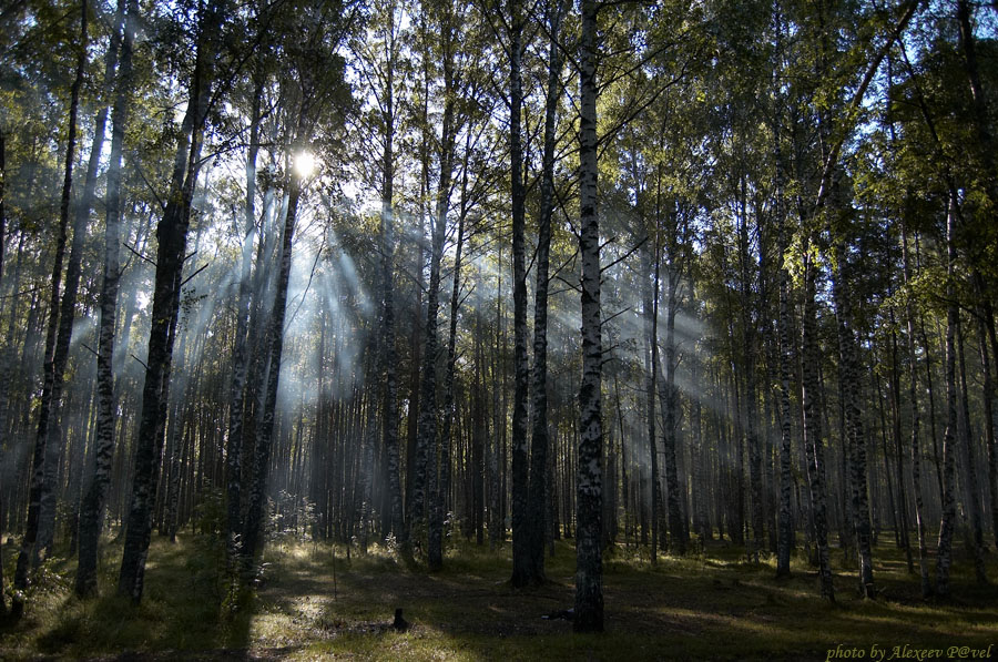 Фото жизнь (light) - Павел Алексеев - Природа,пейзажи - ***