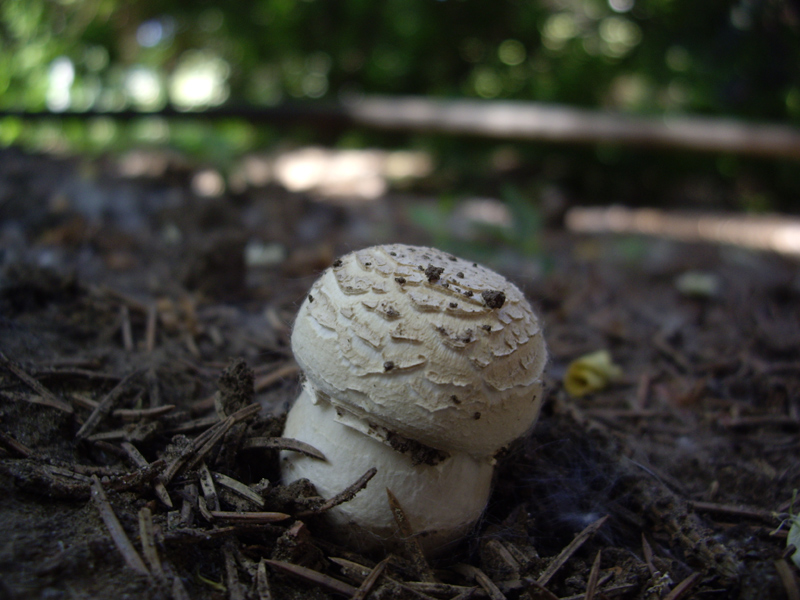 Фото жизнь (light) - SержиО Климоff - Природа - после грибных дождей
