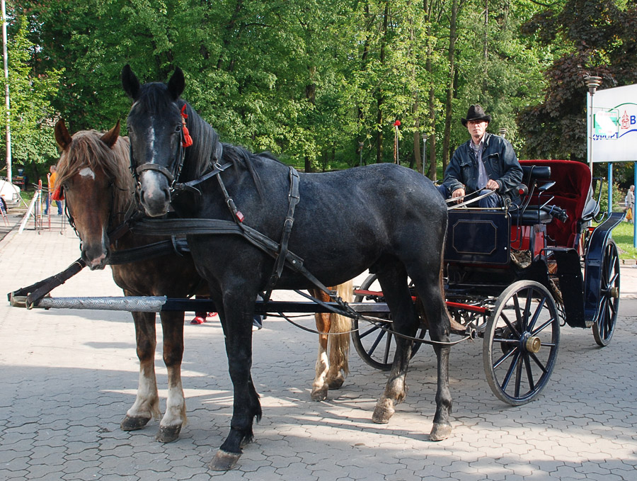 Фото жизнь (light) - SVovan - Животный мир - Садись, прокачу.