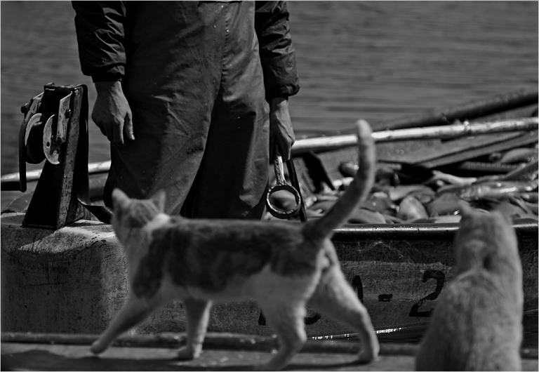 Фото жизнь (light) - JAndrei - Муркины рассказки. - Слыш, попроси рыбки и для миня, а?