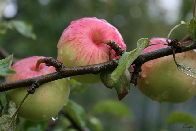 Фото жизнь (light) - Stasya - корневой каталог - наливные яблочки