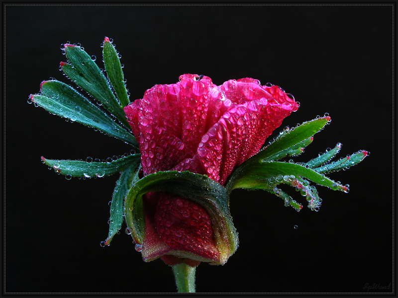 Фото жизнь - spwand - Цветы  - Eschscholzia californica Шифон
