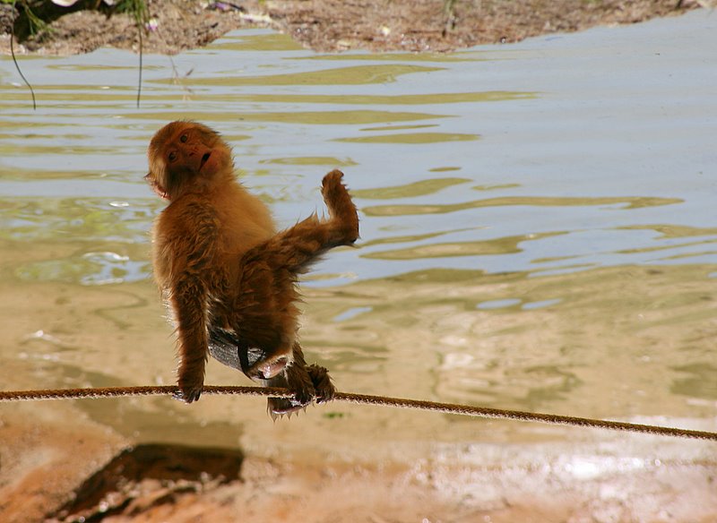 Фото жизнь (light) - . - Зверьё моё. - Во как!