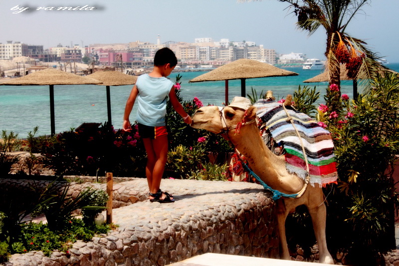 Фото жизнь (light) - ramila - корневой каталог - Добрые