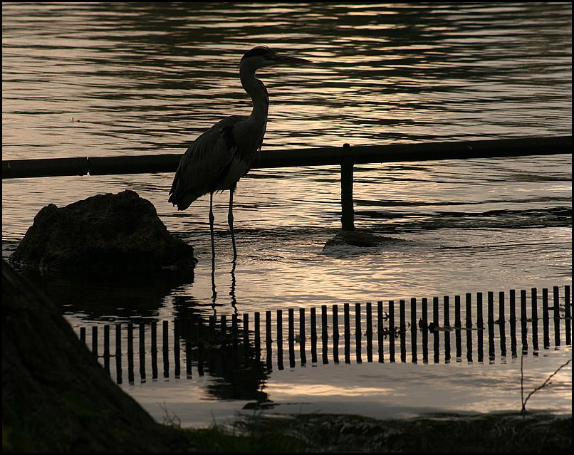 Фото жизнь (light) - . - Зверьё моё. - Цапля сохла, цапля чахла, цапля сдохла, наконец....