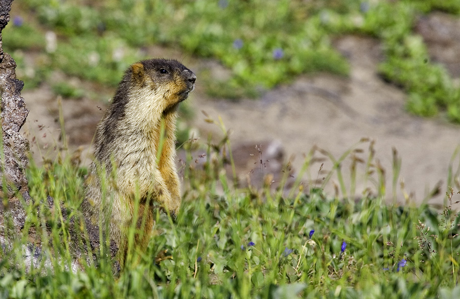 Фото жизнь (light) - Александр Ильин - Звери... - Не видать Красной армии... не видать...