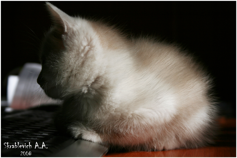 Фото жизнь (light) - Culex - корневой каталог - Котёнок