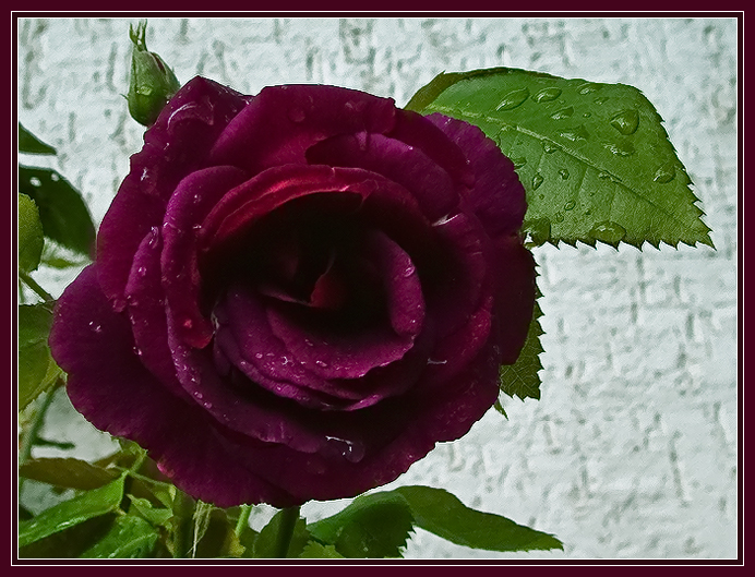 Фото жизнь (light) - kuchum13 - Растения, насекомые, мелкая живность, ракушки, камушки - Сказали, что это весьма редкий сорт роз