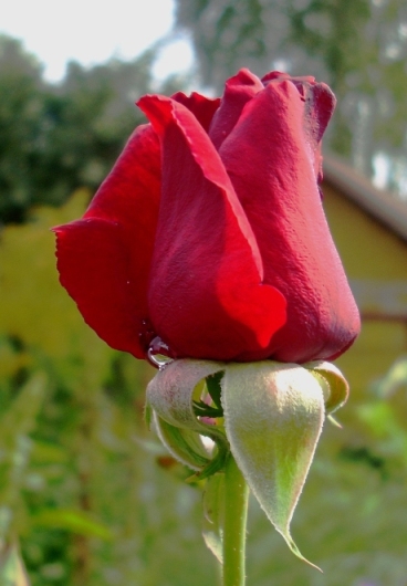 Фото жизнь (light) - natlen - корневой каталог - роза