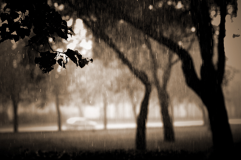 Фото жизнь (light) - Starostin Nikita - корневой каталог - дождь