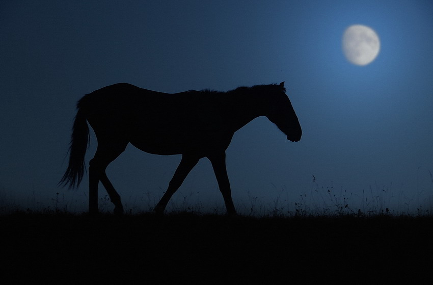 Фото жизнь (light) - Валерий Елыков - Пробы пера - Пейзаж с лошадью.