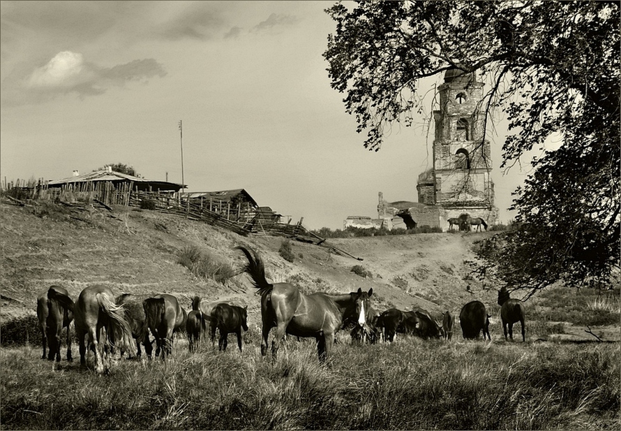 Фото жизнь (light) - леонид васильев - о меньших братьях - ..ходят кони..