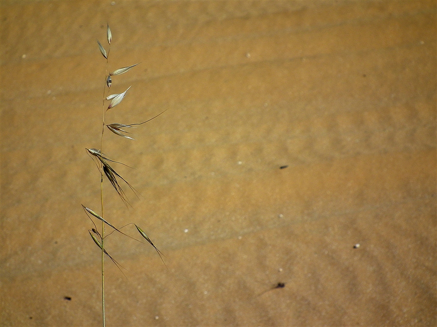 Последняя травинка