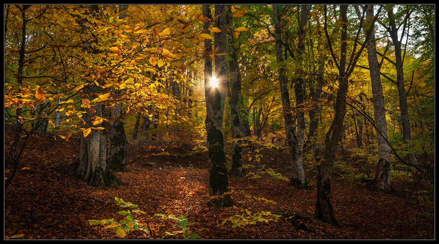 Фото жизнь (light) - sozel - корневой каталог - В осеннем лесу