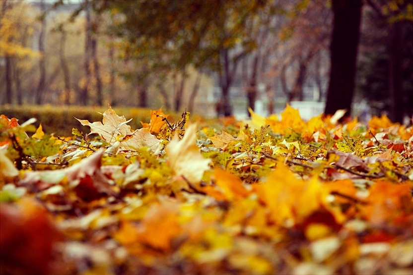Фото жизнь (light) - Pavel_S - Без темы - просто жёлтые, просто листья