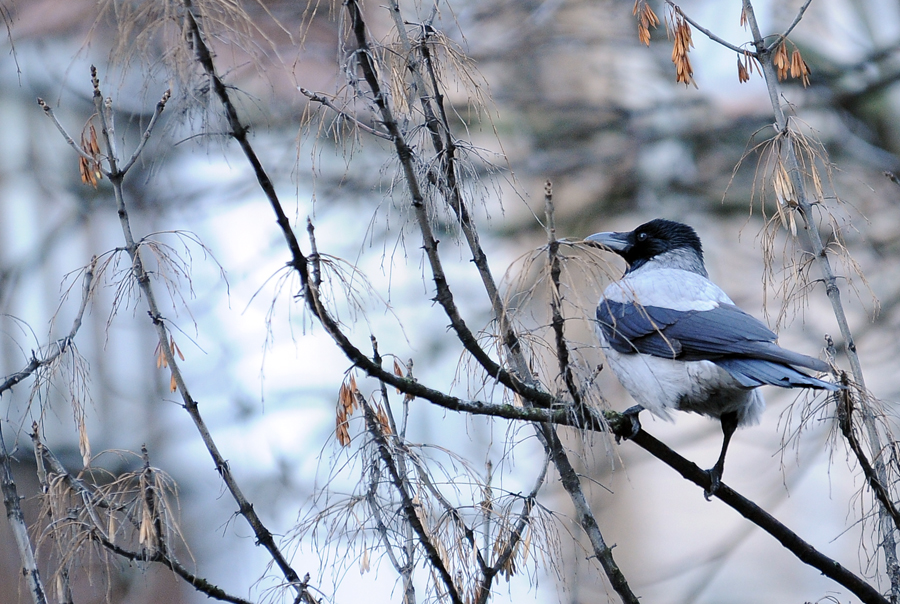 Фото жизнь (light) - Торгашева Светлана - Природа - Ворона на дереве голом скучала, дразнил её ветер - ворона молчала