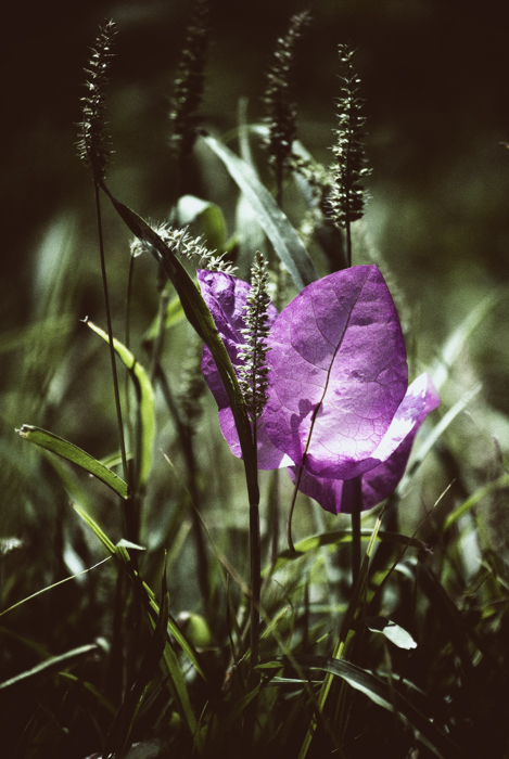Фото жизнь (light) - Синицына Ольга - цветики - Бугенвиллия: о прошедшем лете